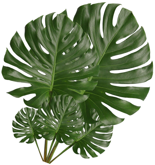 leaf